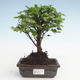 Pokojová bonsai - Sagerécie thea - Sagerécie thea  PB2191475 - 1/4
