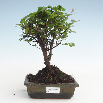 Pokojová bonsai - Sagerécie thea - Sagerécie thea  PB2191477 - 1
