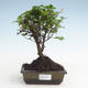 Pokojová bonsai - Sagerécie thea - Sagerécie thea  PB2191477 - 1/4