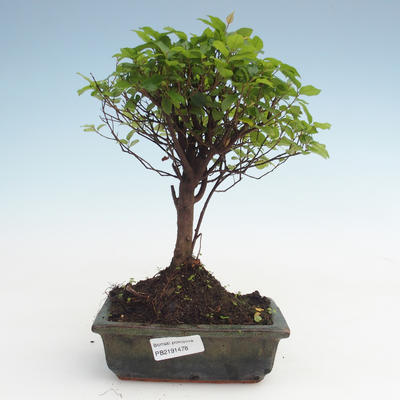 Pokojová bonsai - Sagerécie thea - Sagerécie thea  PB2191478 - 1