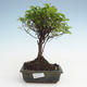 Pokojová bonsai - Sagerécie thea - Sagerécie thea  PB2191478 - 1/4
