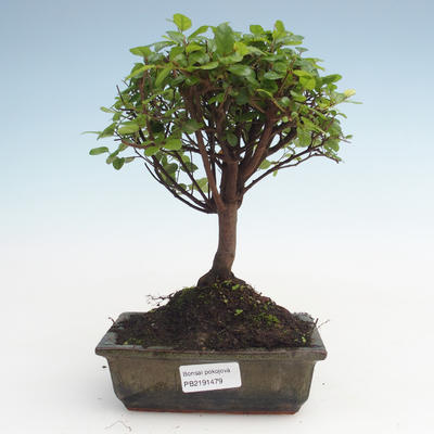 Pokojová bonsai - Sagerécie thea - Sagerécie thea  PB2191479 - 1