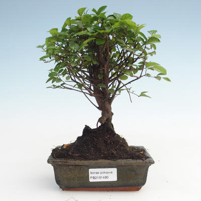 Pokojová bonsai - Sagerécie thea - Sagerécie thea  PB2191480 - 1