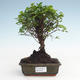 Pokojová bonsai - Sagerécie thea - Sagerécie thea  PB2191480 - 1/4