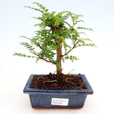 Izbová bonsai - Zantoxylum piperitum - korenistý - 1