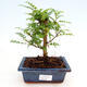 Izbová bonsai - Zantoxylum piperitum - korenistý - 1/4