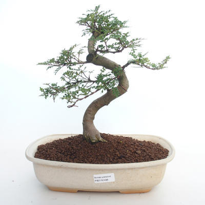 Pokojová bonsai - Zantoxylum piperitum - Pepřovník PB2191498 - 1