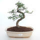 Pokojová bonsai - Zantoxylum piperitum - Pepřovník PB2191498 - 1/4