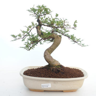 Pokojová bonsai - Zantoxylum piperitum - Pepřovník PB2191499 - 1