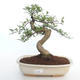 Pokojová bonsai - Zantoxylum piperitum - Pepřovník PB2191499 - 1/4