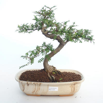 Pokojová bonsai - Zantoxylum piperitum - Pepřovník PB2191500 - 1