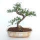 Pokojová bonsai - Zantoxylum piperitum - Pepřovník PB2191500 - 1/4