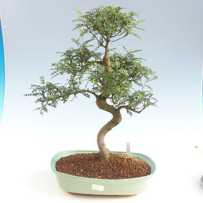Pokojová bonsai - Zantoxylum piperitum - Pepřovník PB2191501 - 1