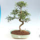 Pokojová bonsai - Zantoxylum piperitum - Pepřovník PB2191501 - 1/4