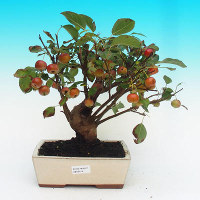 Vonkajšie bonsai -Malus halliana Maloplodé jabloň - 1