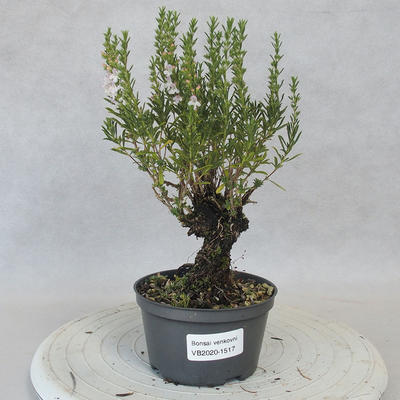 Vonkajšie bonsai - Saturejka horská - Satureja montana - 1