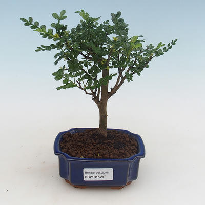 Pokojová bonsai - Zantoxylum piperitum - pepřovník PB2191524 - 1
