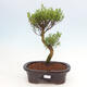 Izbová bonsai - Syzygium - Pimentovník - 1/3