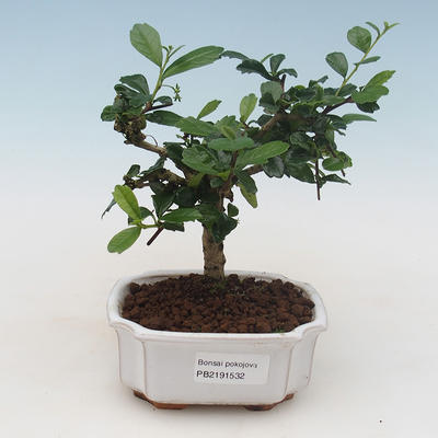 Pokojová bonsai - Carmona macrophylla - Čaj fuki PB2191532 - 1