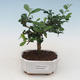 Pokojová bonsai - Carmona macrophylla - Čaj fuki PB2191532 - 1/5