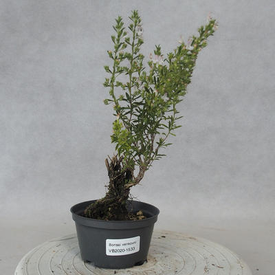 Vonkajšie bonsai - Saturejka horská - Satureja montana - 1