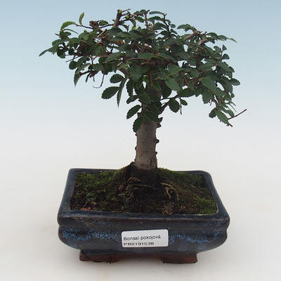 Pokojová bonsai - Ulmus Parvifolia-Malolistý jilm PB2191538