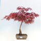 Vonkajší bonsai - Acer palmatum Atropurpureum - Javor dlanitolistý červený - 1/7