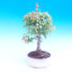 Vonkajšie bonsai - Javor Buergerianum - Javor Burgerův - 1/2