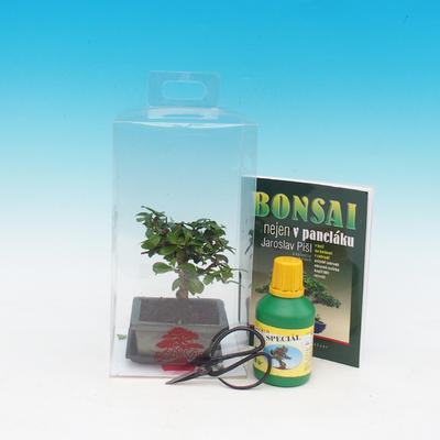 Izbová bonsai v darčekovej krabičke, Carmona microphylla - Čaj fuki
