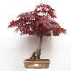 Vonkajší bonsai - Acer palmatum Atropurpureum - Javor dlanitolistý červený - 1/7
