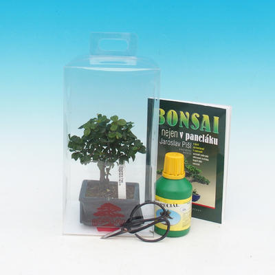Izbová bonsai v darčekovej krabičke, Sagaretie thea - Sagaretie čajová