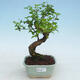 Izbová bonsai -Ligustrum chinensis - Vtáčí zob - 1/3