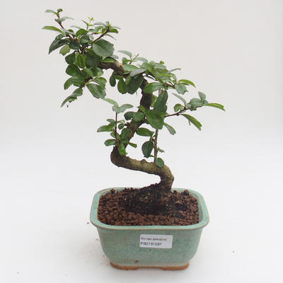 Pokojová bonsai - Carmona macrophylla - Čaj fuki PB2191597 - 1