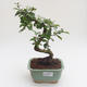 Pokojová bonsai - Carmona macrophylla - Čaj fuki PB2191597 - 1/5