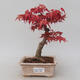 Vonkajšie bonsai - Javor palmatum DESHOJO - Javor dlaňolistý - 1/5