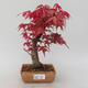 Vonkajšie bonsai - Javor palmatum DESHOJO - Javor dlaňolistý - 1/5