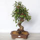 Vonkajší bonsai -Malus halliana - Maloplodé jabloň - 1/6