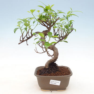 Izbová bonsai - Ficus kimmen - malolistý fikus