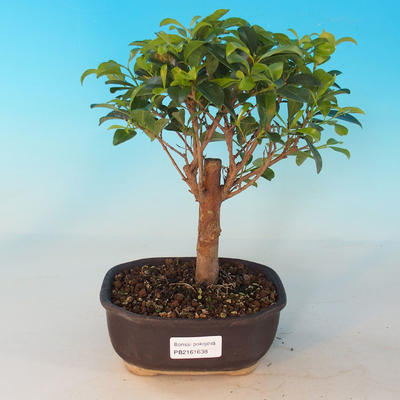 Izbová bonsai - Austrálska čerešňa - Eugenia uniflora - 1