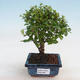 Izbová bonsai - Sagerécie thea - Sagerécie thea - 1/4