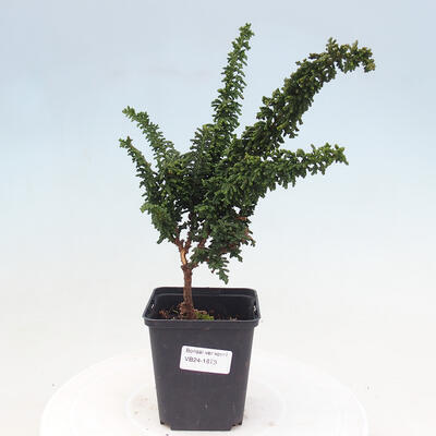 Vonkajšie bonsai - Cham. obtusa SEKKA HINOKI - Cyprus - 1