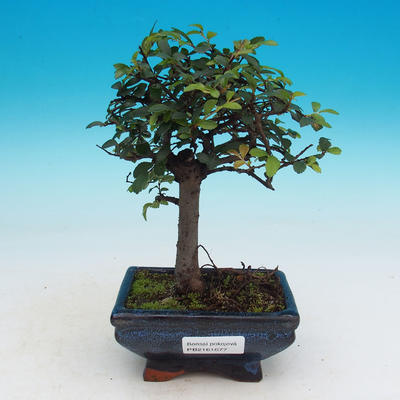 Izbová bonsai-Ulmus parvifolia-malolistá brest