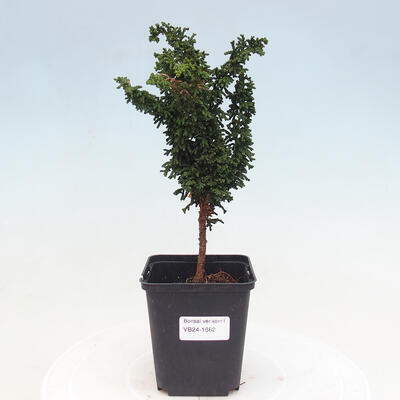 Vonkajšie bonsai - Cham. obtusa SEKKA HINOKI - Cyprus - 1