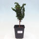 Vonkajšie bonsai - Cham. obtusa SEKKA HINOKI - Cyprus - 1/2