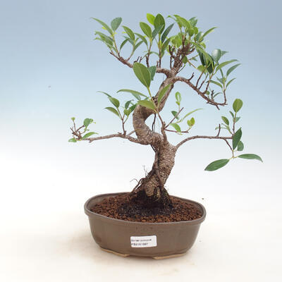 Izbová bonsai - Ficus kimmen - malolistá fikus - 1