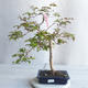 Izbová bonsai - Austrálska čerešňa - Eugenia uniflora - 1/4