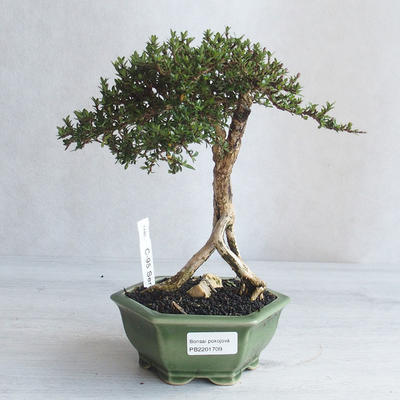 Izvová bonsai - Serissa japonica - malolistá - 1