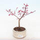 Vonkajšie bonsai - Javor palmatum DESHOJO - Javor dlaňolistý - 1/3