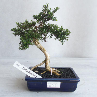 Izvová bonsai - Serissa japonica - malolistá - 1