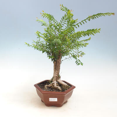 Izbová bonsai -Phyllanthus Niruri- fylant
